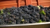uve primitivo