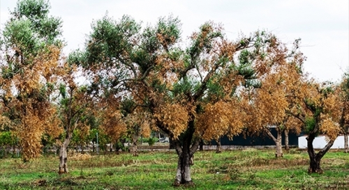 xylella