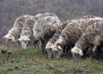 Coldiretti Puglia denuncia agropirateria, furti, abigeato, usura,...