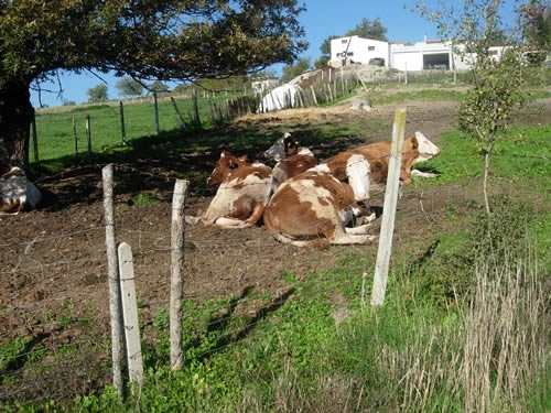 Agriturismo in Puglia, giro d'affari da 15 milioni di euro, boom di...