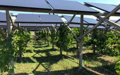 agrivoltaica