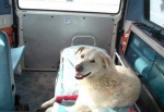 Soccorso animali. Novità e modifiche del Codice della Strada