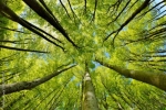 alberi