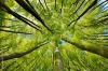 alberi