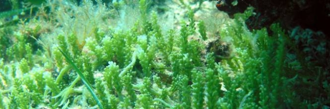 alga