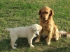 Parco per i cani