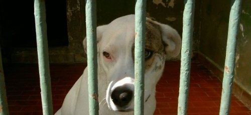 Canile di Monteroni, il sindaco Guido precisa le posizioni della sua...