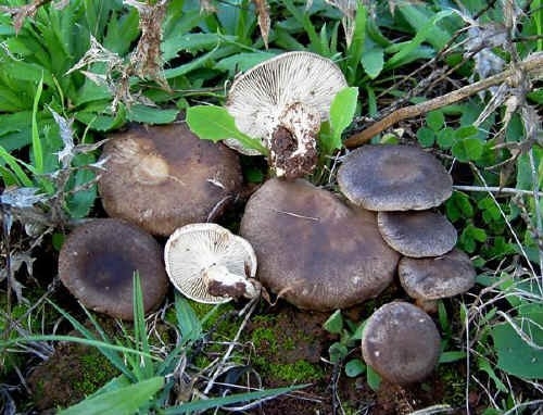 Disciplina per la raccolta e la commercializzazione dei funghi epigei