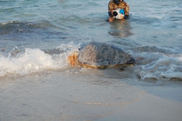 Cesine, dieci tartarughe marine Caretta Caretta reinserite...