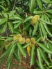 castagne