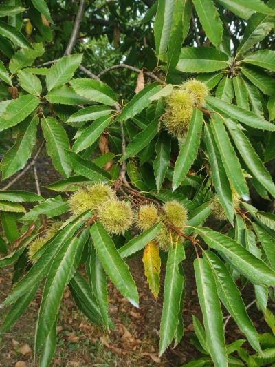 castagne