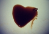 Amore