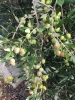 favolosa