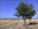 Campagna