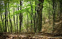 foreste