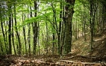 In Puglia solo il 9,8 per cento di foreste
