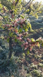 Gelate in Puglia. Giacciano vigne, ciliegi, mandorli, asparagi e...