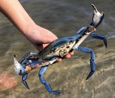granchio blu