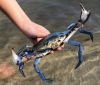 granchio blu