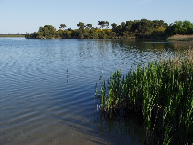 Laghi Alimini di Otranto, liberazione di cigni reali e rapaci alla...