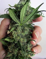 "Spinello di Puglia", articolo de L'Espresso sulla...