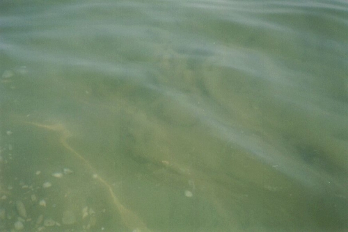 Arpa e Comune di Mola insieme contro la mucillagine