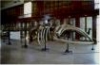 Pasqua, i musei aperti in Puglia