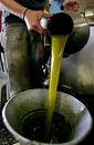L'assessore regionale Russo sulla sofisticazione dell'olio:...