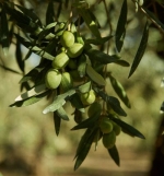 olive2