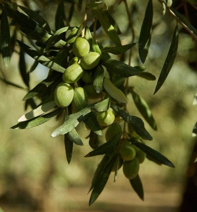 olive2