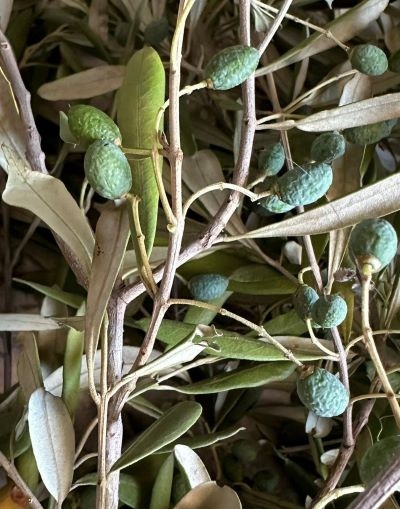 olive