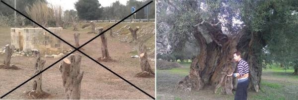 Il Parco degli Olivi Salvati