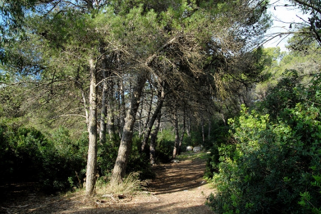 Porto cesareo, incendio parco Regionale "Palude del Conte e Duna...
