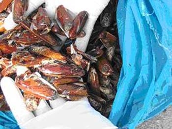 Sequestrato pescato a Gallipoli, multa per mille euro a due pescatori