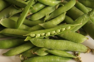 Sannicola, Premio per tesi di laurea sul Pisello Riccio