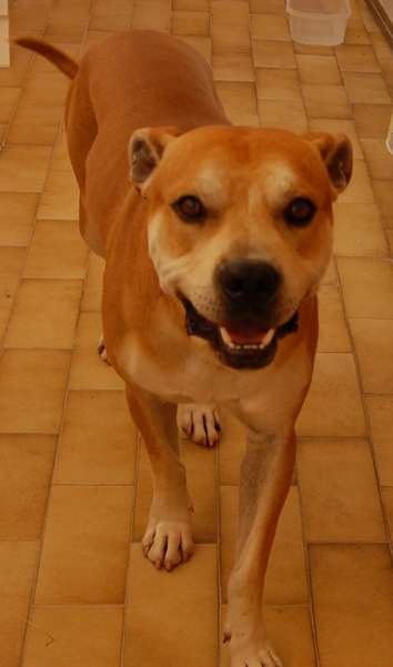 Gallipoli, pit bull azzanna un meticcio ed il suo padrone: denunciato...