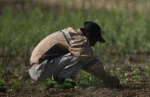 Angurie di Nard&ograve;: tra profitto e sfruttamento, la denuncia...