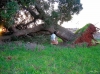 Appello alle istituzioni: salvate la Quercia delle Cento pecore di...