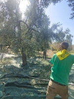 raccolta olive