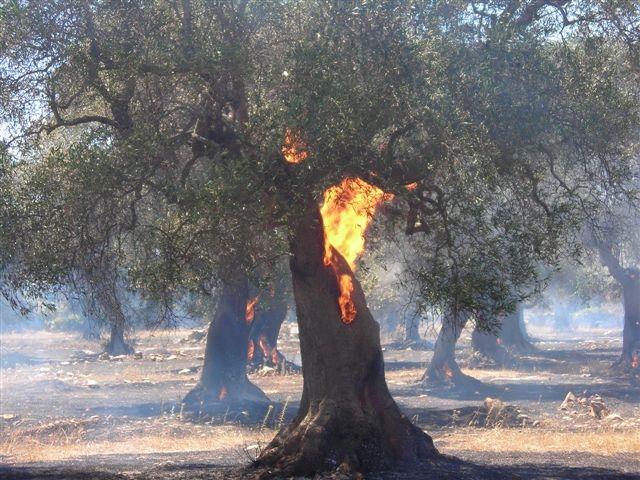 Nardo', rogo sulla Litoranea Sant'Isidoro-Porto Cesareo