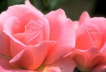 Itinerario Rosa