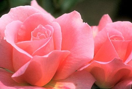 Itinerario Rosa