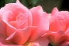 Itinerario Rosa