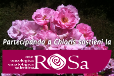 Chloris Arte in Fiore 3^ edizione, una rosa nuova per il progetto...