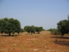 Più acqua per l'agricoltura dell'arco jonico-salentino