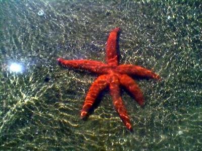 10 Agosto [Ostuni (Br)]: Festival dell'Ambiente: Notte del Mare