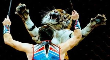Circo Orfei a Surbo. Oipa: "Basta fondi pubblici a chi utilizza animali"
