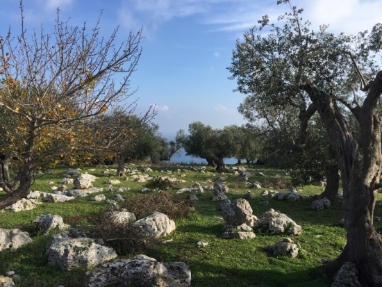xylella