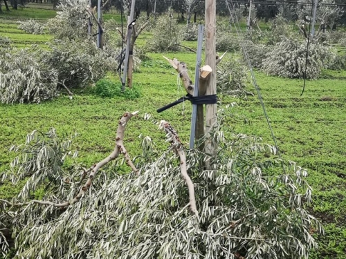 ulivi