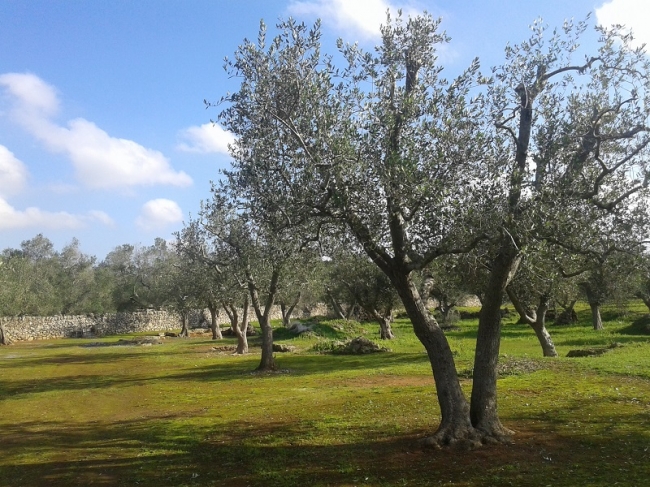 ulivi